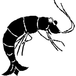 Shrimp Logo Vector SVG and Transparent PNG logo